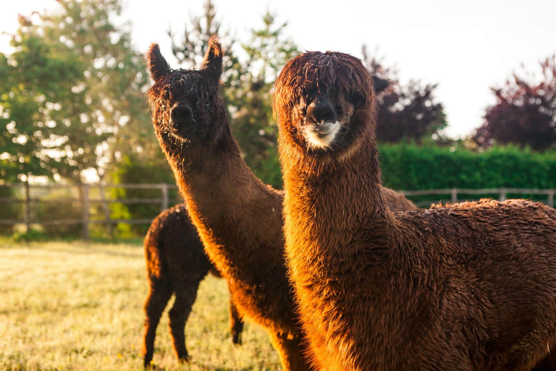 Borgo Santo Pietro - Activities - Farm Living